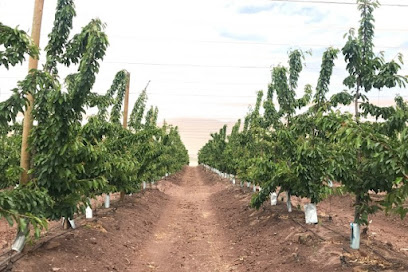 Del Río Property Corredora de Propiedades Rancagua